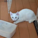 1月18日八千代店に参加する花ねこ千葉の保護猫04