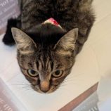 1月18日八千代店に参加する花ねこ千葉の保護猫05