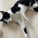 1月18日八千代店に参加する花ねこ千葉の保護猫06