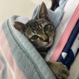 1月18日八千代店に参加する花ねこ千葉の保護猫07