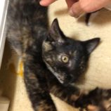 1月18日八千代店に参加する花ねこ千葉の保護猫08