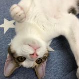 1月18日八千代店に参加する花ねこ千葉の保護猫09