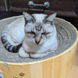 1月18日八千代店に参加する花ねこ千葉の保護猫10