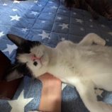 1月18日八千代店に参加する花ねこ千葉の保護猫11