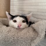 2月2日八千代店に参加する美浜ねこ会の保護猫04