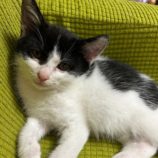 2月2日八千代店に参加する美浜ねこ会の保護猫09