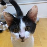 2月2日八千代店に参加する美浜ねこ会の保護猫10