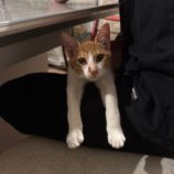 2月2日八千代店に参加する美浜ねこ会の保護猫13