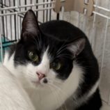 1月26日吉岡店に参加する猫のへやの保護猫01