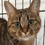 1月26日吉岡店に参加する猫のへやの保護猫02