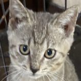 1月26日吉岡店に参加する猫のへやの保護猫03