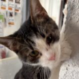 1月26日吉岡店に参加する猫のへやの保護猫04