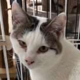 1月26日吉岡店に参加する猫のへやの保護猫05