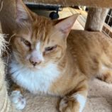 2月16日千代田店に参加するアニマルフレンドの保護猫01