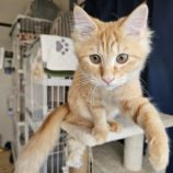 2月16日千代田店に参加するSONADORASの保護猫01