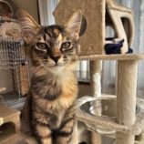 2月16日千代田店に参加するSONADORASの保護猫02