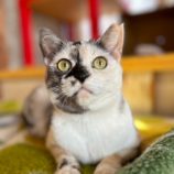 2月16日千代田店に参加するアニマルフレンドの保護猫03