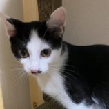 2月16日千代田店に参加するSONADORASの保護猫03