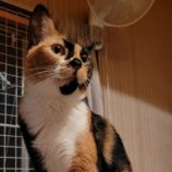 2月16日千代田店に参加するアニマルフレンドの保護猫05