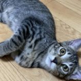 2月16日千代田店に参加するSONADORASの保護猫05