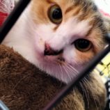 2月16日千代田店に参加するSONADORASの保護猫07