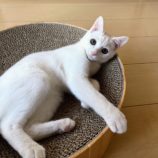 2月9日ひたちなか店に参加するネコスペ事務局の保護猫01