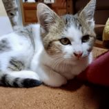 2月9日ひたちなか店に参加するネコスペ事務局の保護猫02