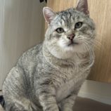 2月9日ひたちなか店に参加するネコスペ事務局の保護猫03