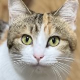 2月9日ひたちなか店に参加するネコスペ事務局の保護猫04