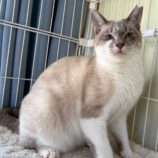 2月9日ひたちなか店に参加するネコスペ事務局の保護猫05