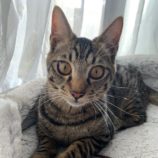 2月9日ひたちなか店に参加するネコスペ事務局の保護猫07