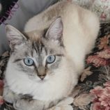 2月9日ひたちなか店に参加するネコスペ事務局の保護猫08