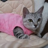 2月9日ひたちなか店に参加するネコスペ事務局の保護猫10