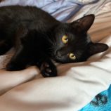 2月9日ひたちなか店に参加するネコスペ事務局の保護猫11