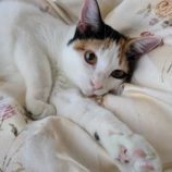 2月9日ひたちなか店に参加するネコスペ事務局の保護猫12