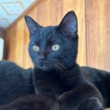 2月9日ひたちなか店に参加するネコスペ事務局の保護猫15