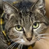 2月9日ひたちなか店に参加するネコスペ事務局の保護猫16