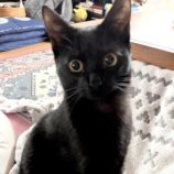 2月9日ひたちなか店に参加するネコスペ事務局の保護猫18