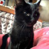 2月9日ひたちなか店に参加するネコスペ事務局の保護猫19