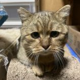 2月16日ひたちなか店に参加するホーリーキャットの保護猫01