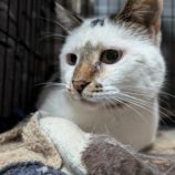 2月16日ひたちなか店に参加するホーリーキャットの保護猫03