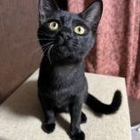 2月16日ひたちなか店に参加するホーリーキャットの保護猫05