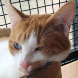 2月16日ひたちなか店に参加するホーリーキャットの保護猫06