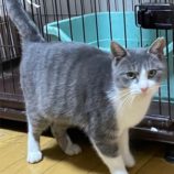 2月16日ひたちなか店に参加するホーリーキャットの保護猫07