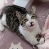 2月16日ひたちなか店に参加するホーリーキャットの保護猫08