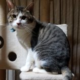 2月16日ひたちなか店に参加するホーリーキャットの保護猫09