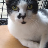 2月16日ひたちなか店に参加するホーリーキャットの保護猫10