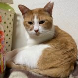 2月16日ひたちなか店に参加するホーリーキャットの保護猫11