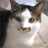 2月16日ひたちなか店に参加するホーリーキャットの保護猫12