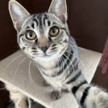 2月16日ひたちなか店に参加するホーリーキャットの保護猫13